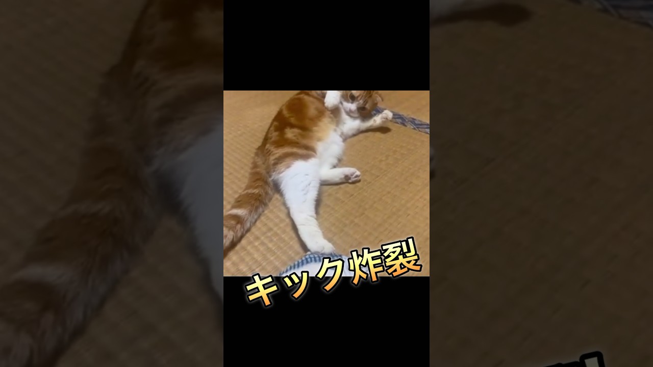 ご機嫌ナナメな猫の一撃#shorts #猫 #スコティッシュフォールド