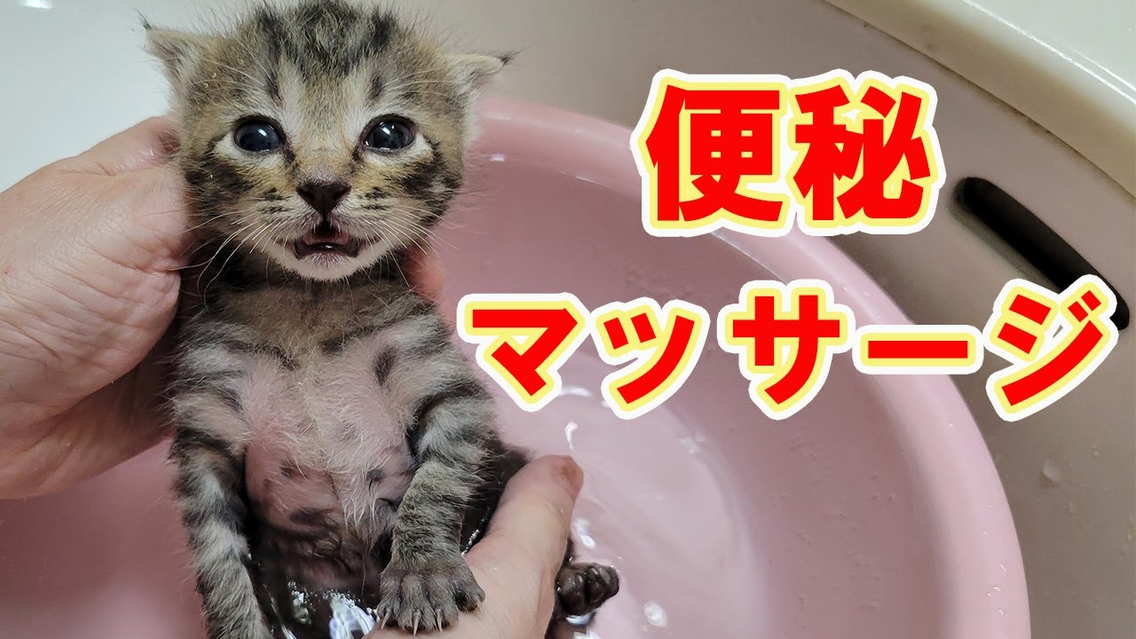 【保護猫】レスキューした子猫⑳便秘対策第２段⁉