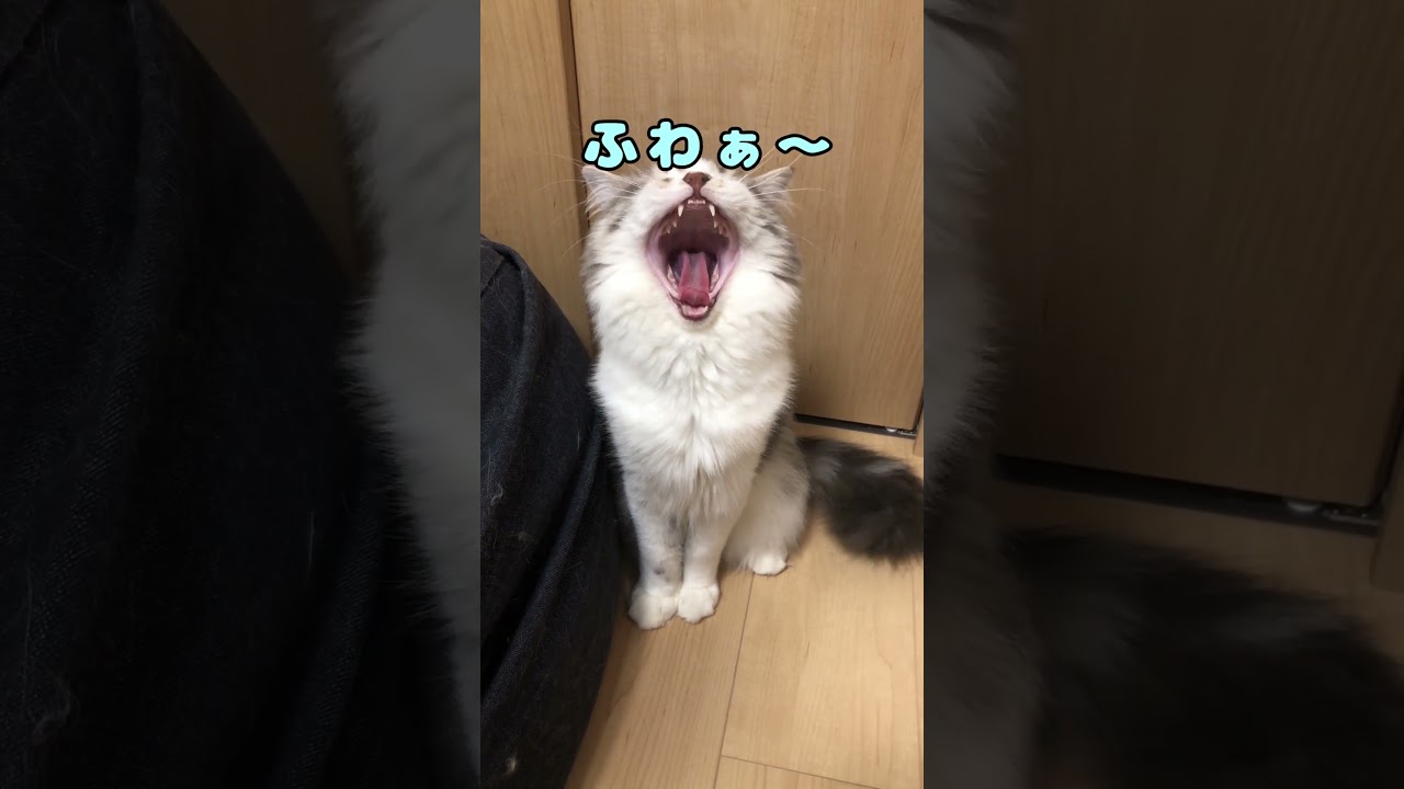 【カカカッ】思わずでちゃいます　#shorts　#ラガマフィン　#猫