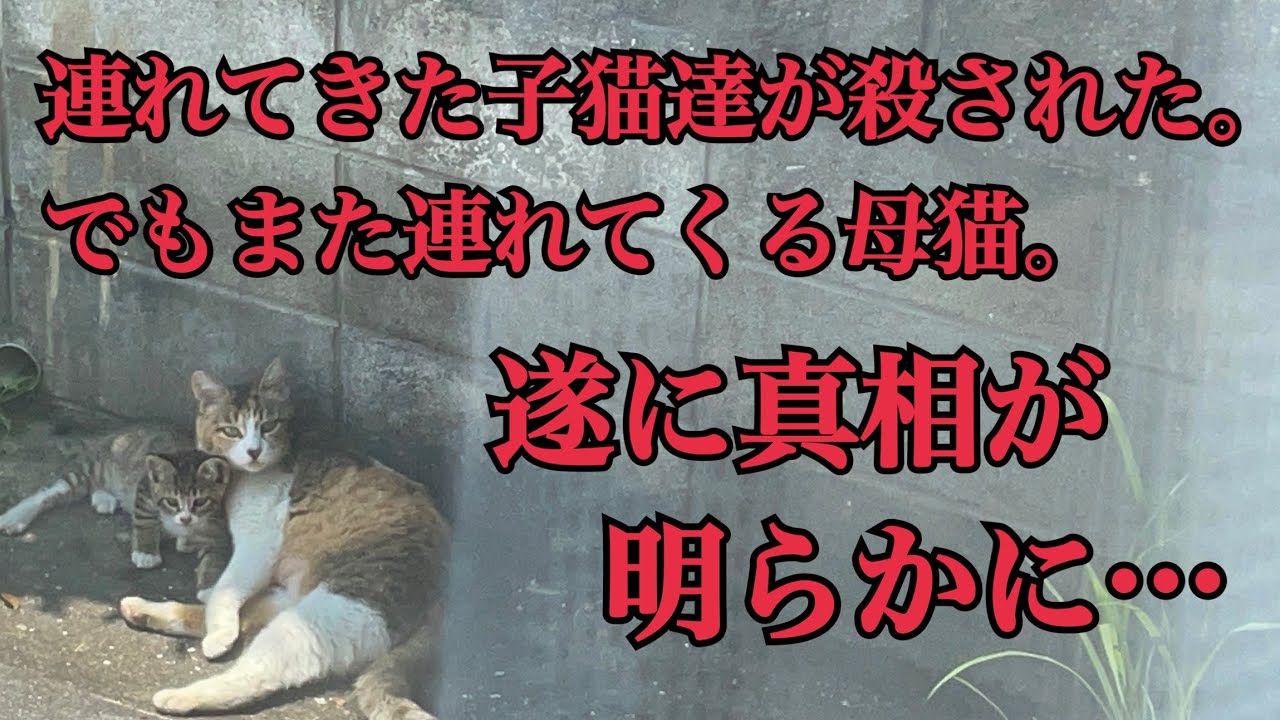 #番外編　子猫がまた亡くなったらどうするの？それでもなお子猫を連れてくる母猫。ついにその真相が明らかに。／「この家には住みません。野良猫のままでいいんです」その理由とは…