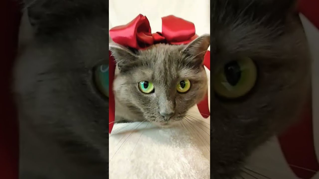KORAT CAT/OUTFIT