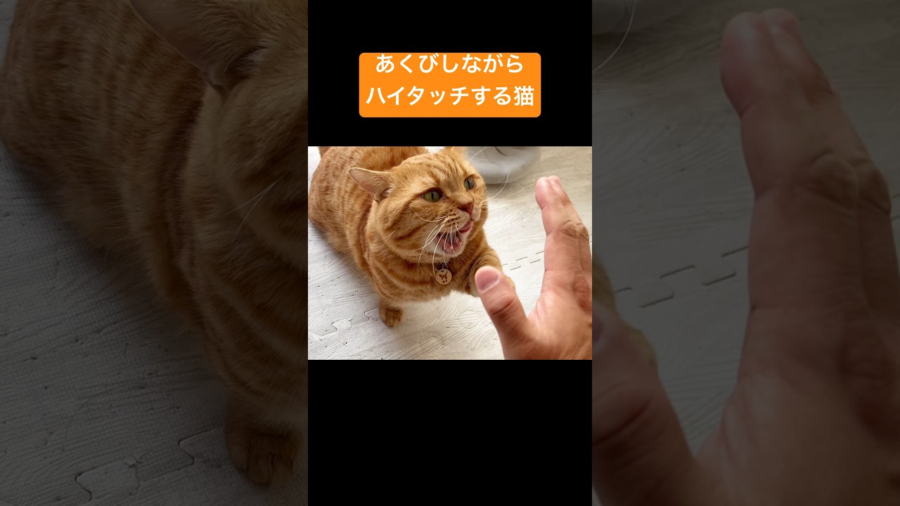 あくびしながらハイタッチする猫 #猫 #マンチカン #shorts