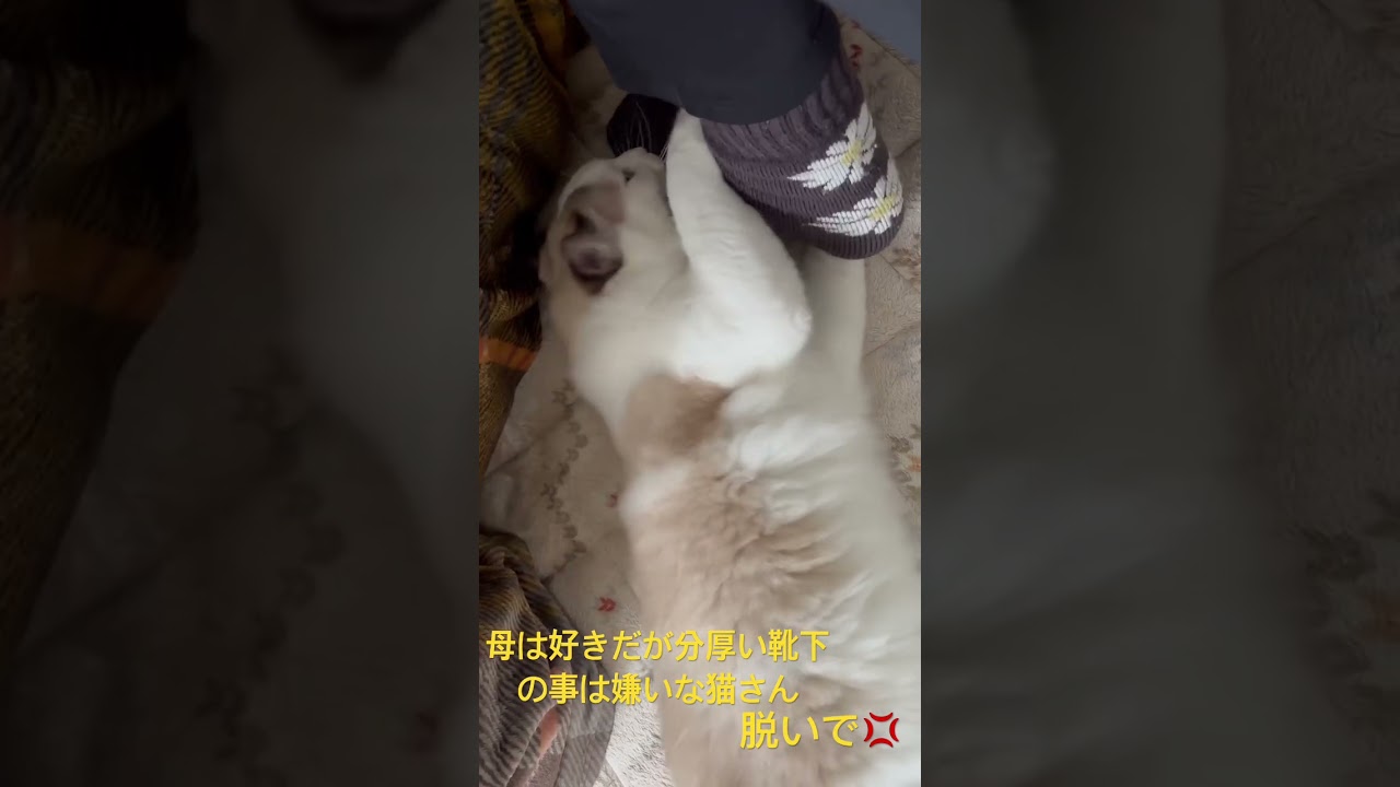 ラグドール猫さん母の靴下に怒る