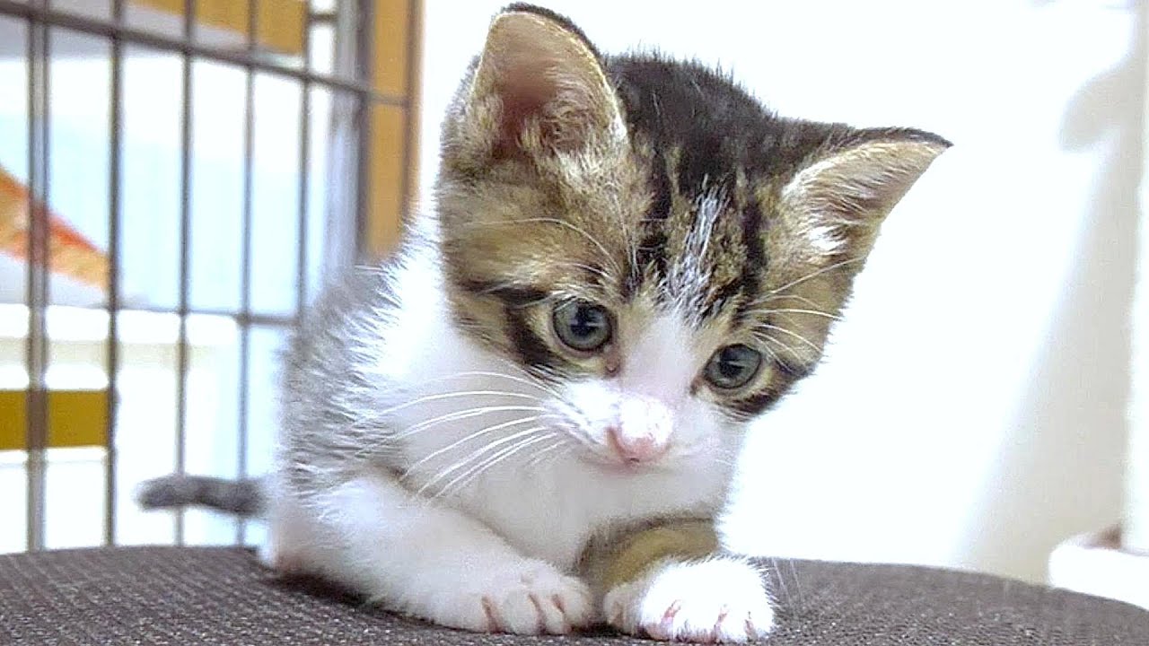 子猫が土俵で勝利の余韻に浸っています【赤ちゃん猫　保護猫】