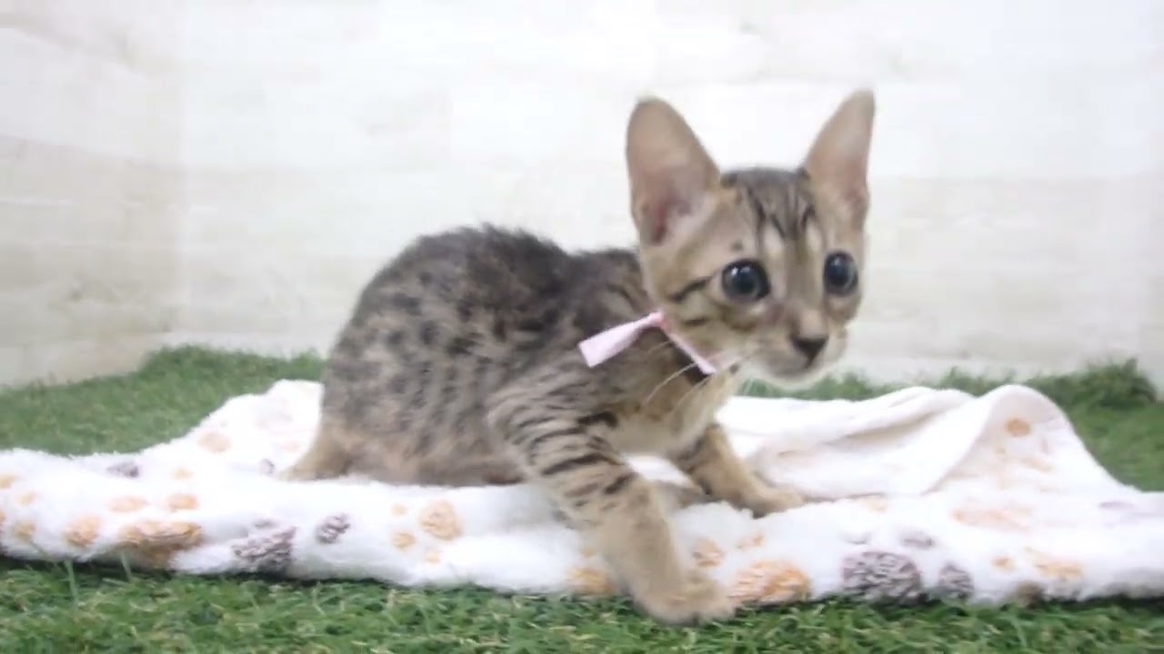 Coo&RIKU　No00659331 オシキャット