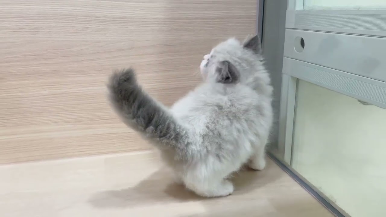 💖童顔ベビーフェイス💖大人気のラグドールの女の子【パピードリーム】