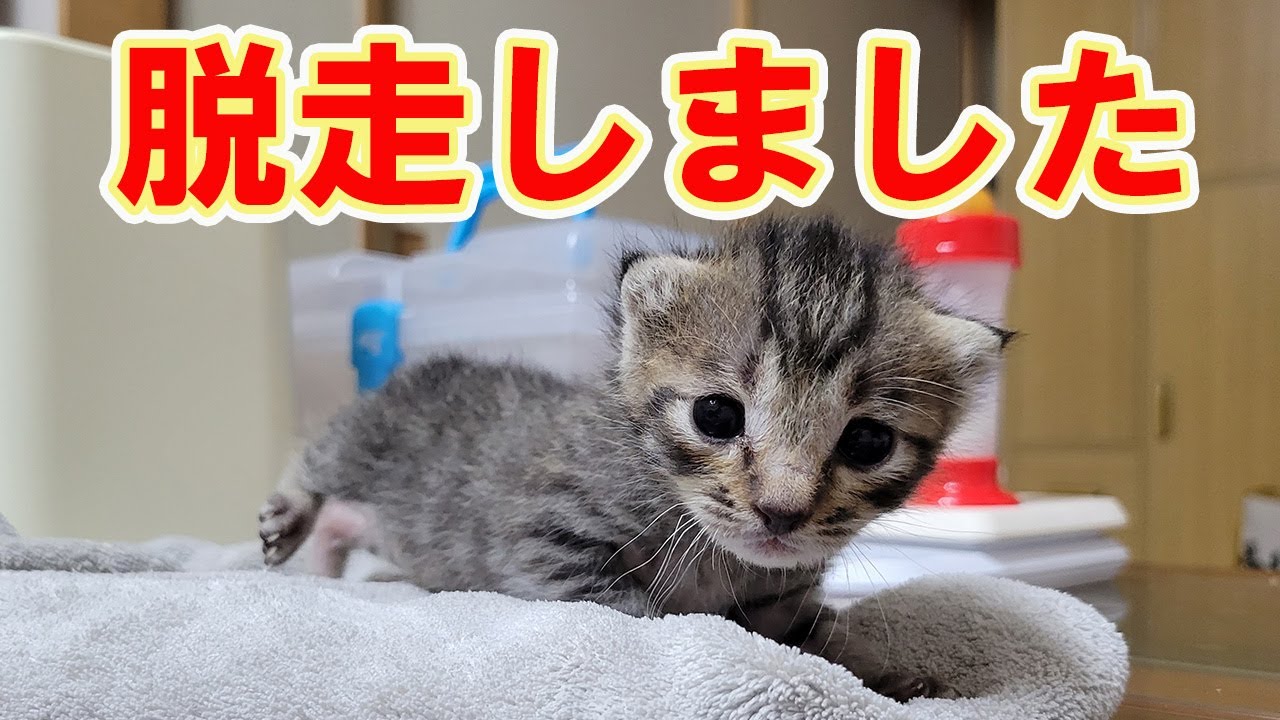 【保護猫】レスキューした子猫⑲まさかの所から脱走されました⁉
