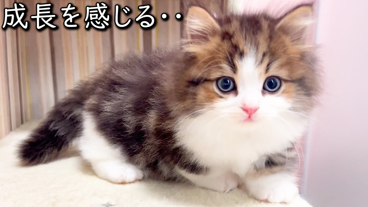 【マンチカンの子猫】遊び方で子猫の成長を感じる件 ∼猫のいる生活Vol.857~ 出産動画 マンチカン短足・ミヌエット・ペルシャ猫専門ブリーダー『ペット蔵人』【子猫の成長記録】