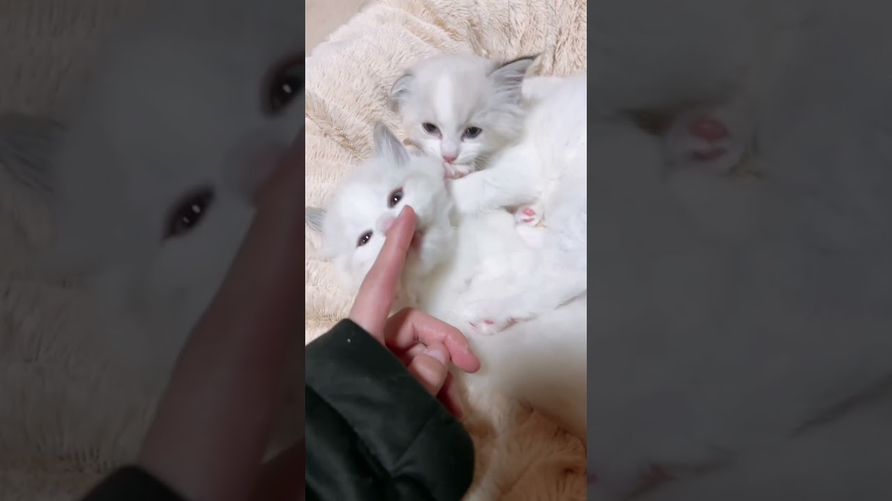 ぱくっ！とさせて〜 #cat #ラグドール #cute