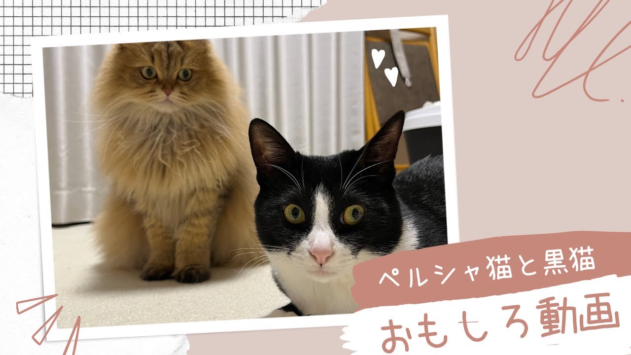 【猫おもしろ動画 全4本】かわいいペルシャ猫とハチワレ猫♪【ハムスターかわいい】