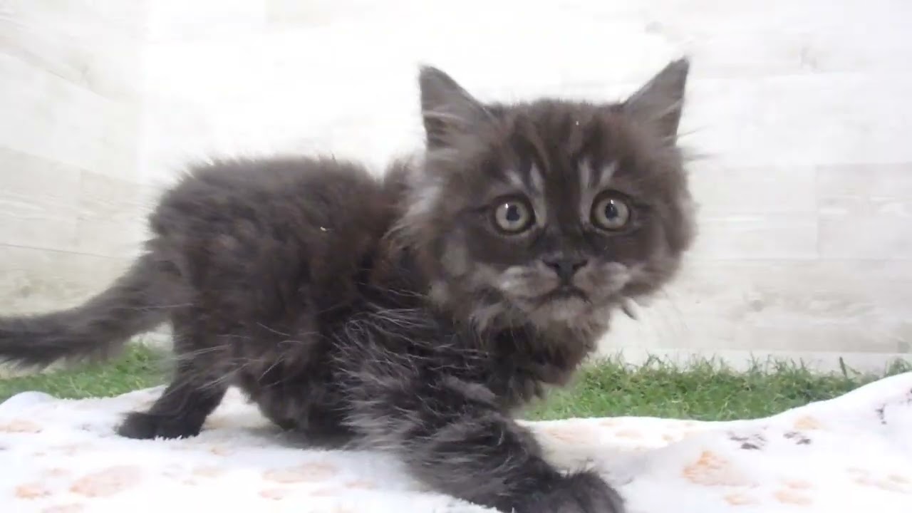 Coo&RIKU　No00658772 スコティッシュフォールド