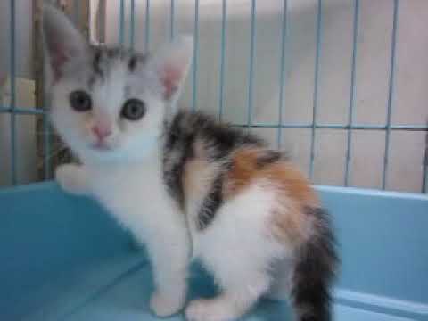 アメリカンショートヘアーのシルバーパッチドタビー＆ホワイトの女の子20032