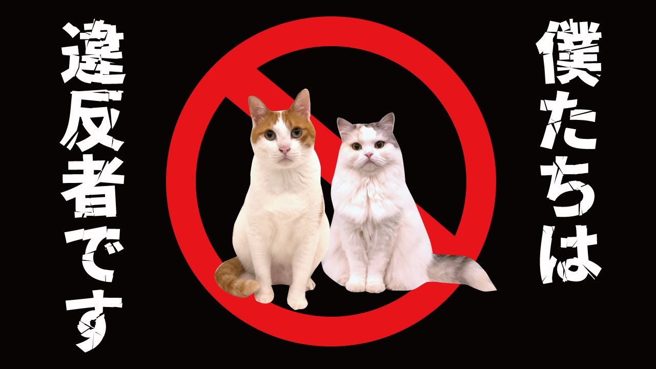 【超絶悲報】なりすましを通報したらとんでもない事になりました【関西弁でしゃべる猫】【猫アテレコ】