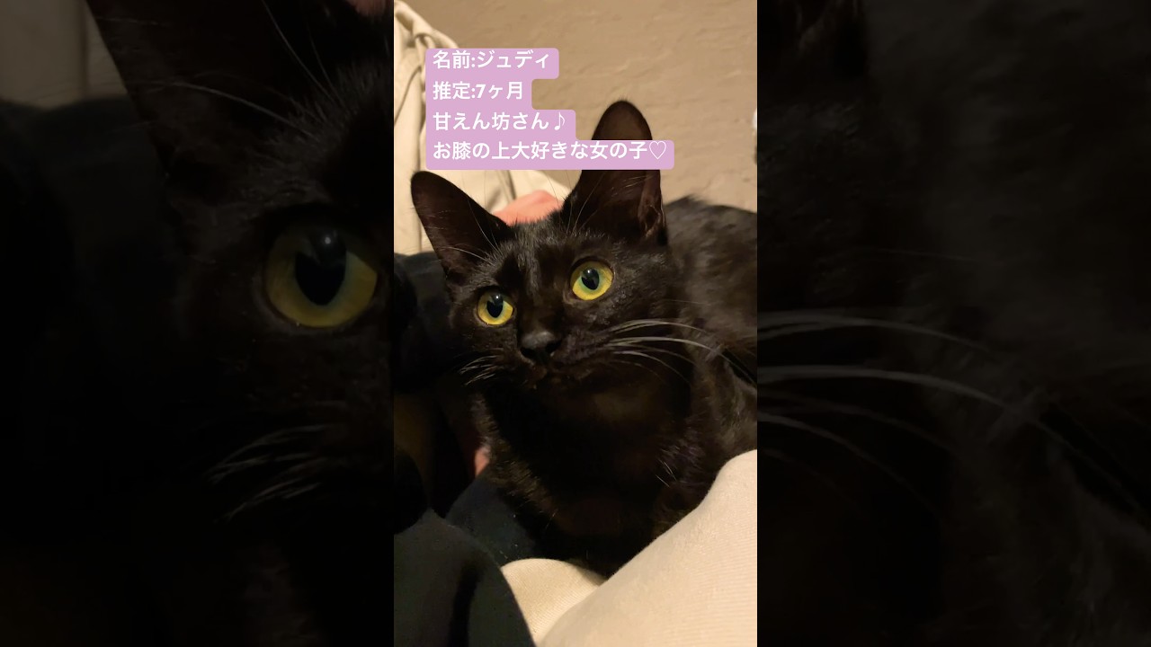 ジュディのこと #さかがみ家 #保護犬 #保護猫 #坂上忍 #dogs #cats #shorts