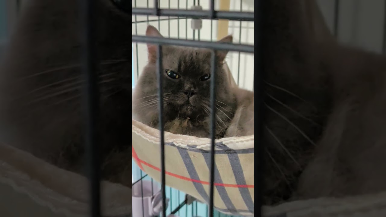 The most relaxing cat in a hammock #cutecat #cat