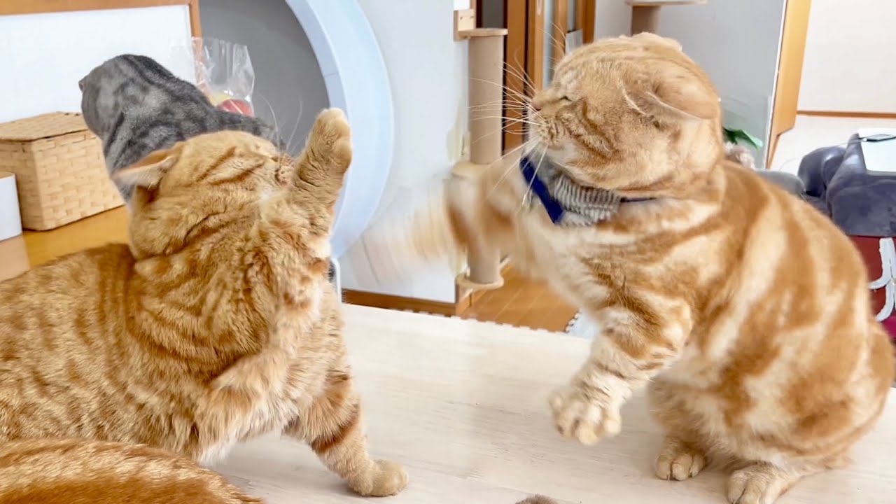 茶々パパとちゃーぼーの決着がつかない戦い #猫 #マンチカン