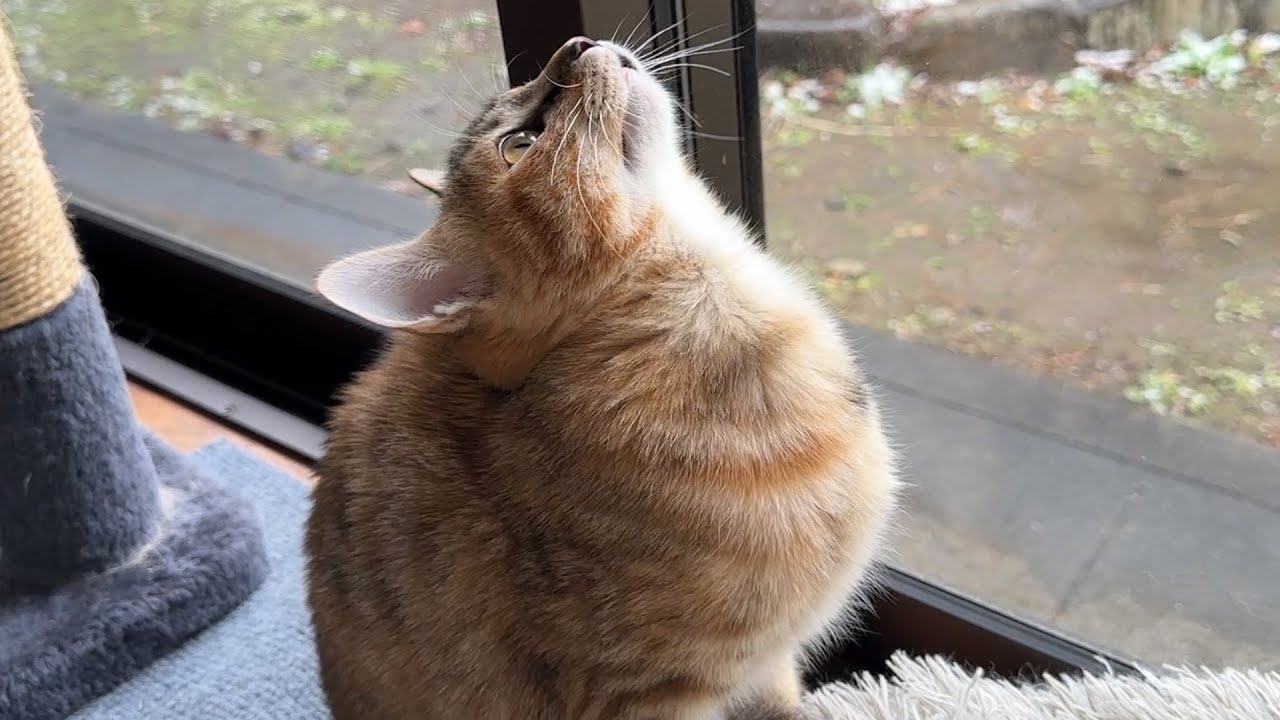 初めての雪を不思議そうに見つめる子猫と雪＝食材と勘違いしてる柴犬