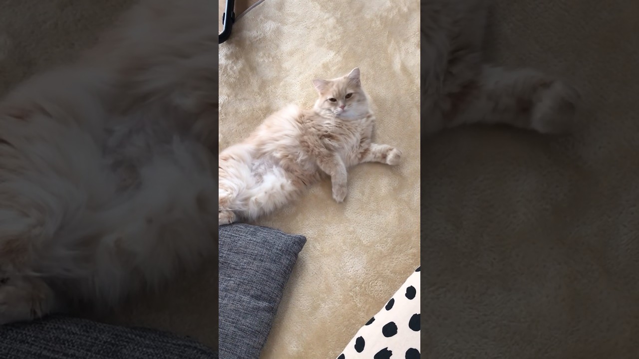 かわいい寝返り😍　　　　　　　　　　　　　#かわいい猫 #cat #サイベリアン #ねこ #サイベリアン大好き #子猫 #かわい #猫のいる暮らし #かわいい