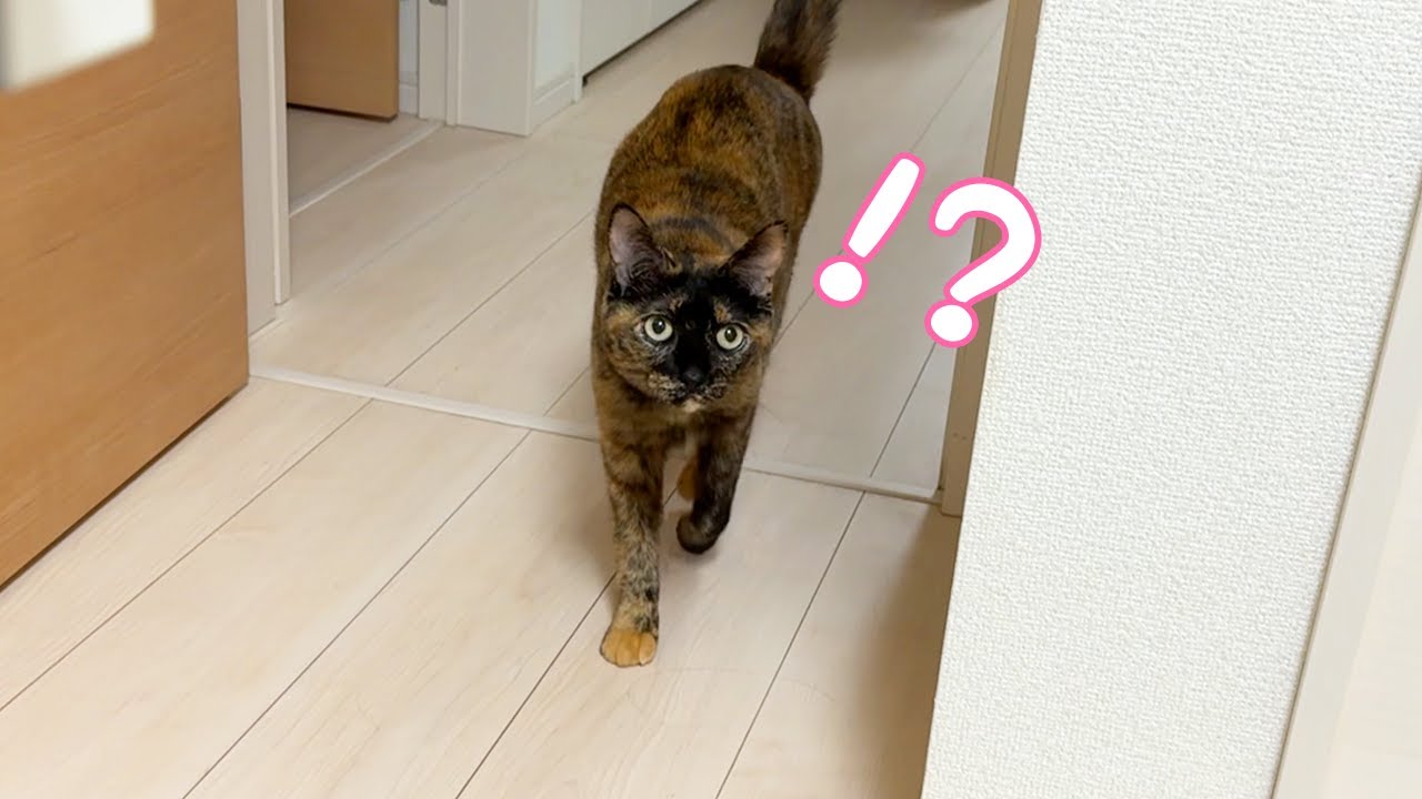 ママの膝の上に先客が居たときのサビ猫の反応がこちら…！