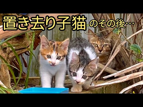 「子猫だけになってしまった！お母さんはどこに？？」経過報告