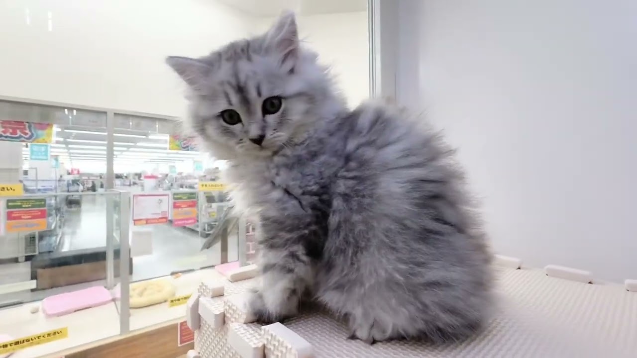 クール＆ビューティなラガマフィンちゃん！