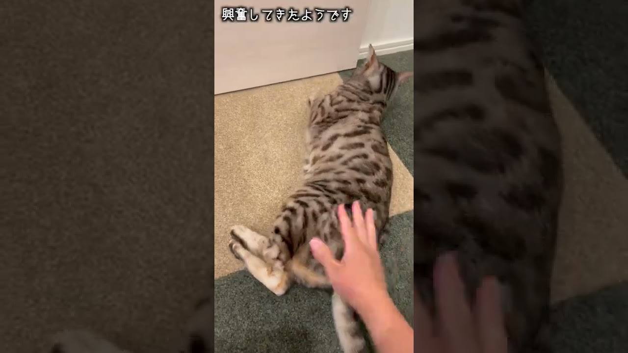 尻叩きが気持ち良すぎてクセになってる猫さん #shorts