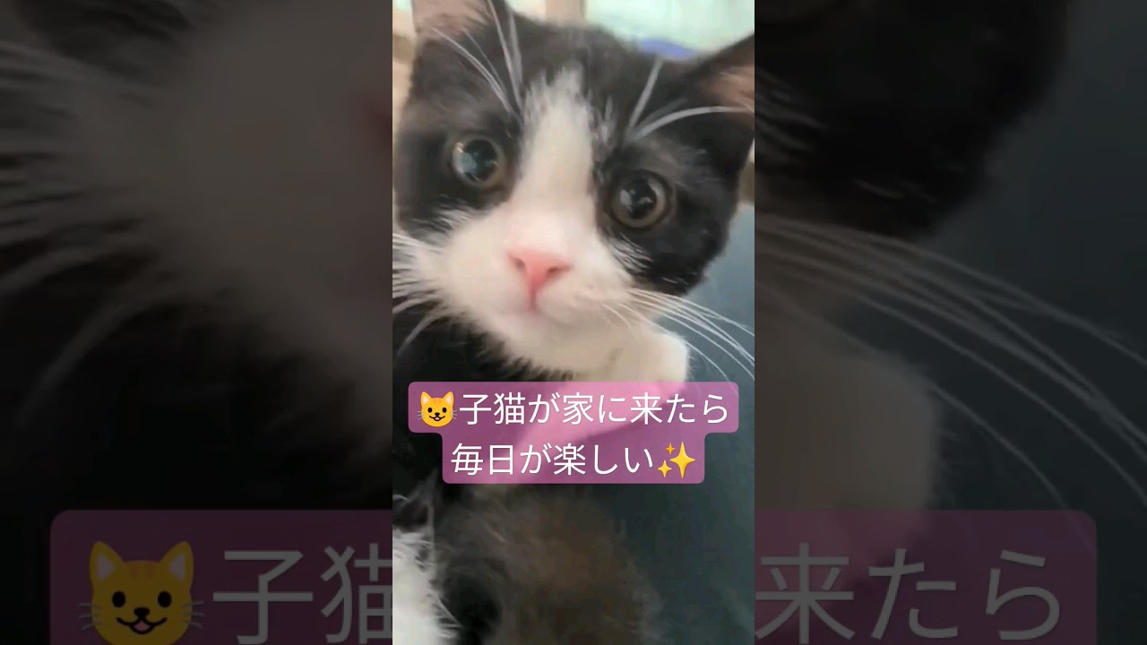 【猫動画】子猫が家にきたら毎日が楽しすぎる #マンチカン #cat #猫 #ハチワレ #munchkin