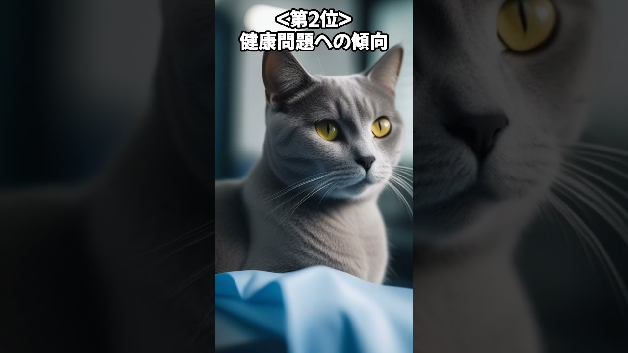 人気の猫 魅力解剖！シャルトリューを飼うデメリット ベスト5