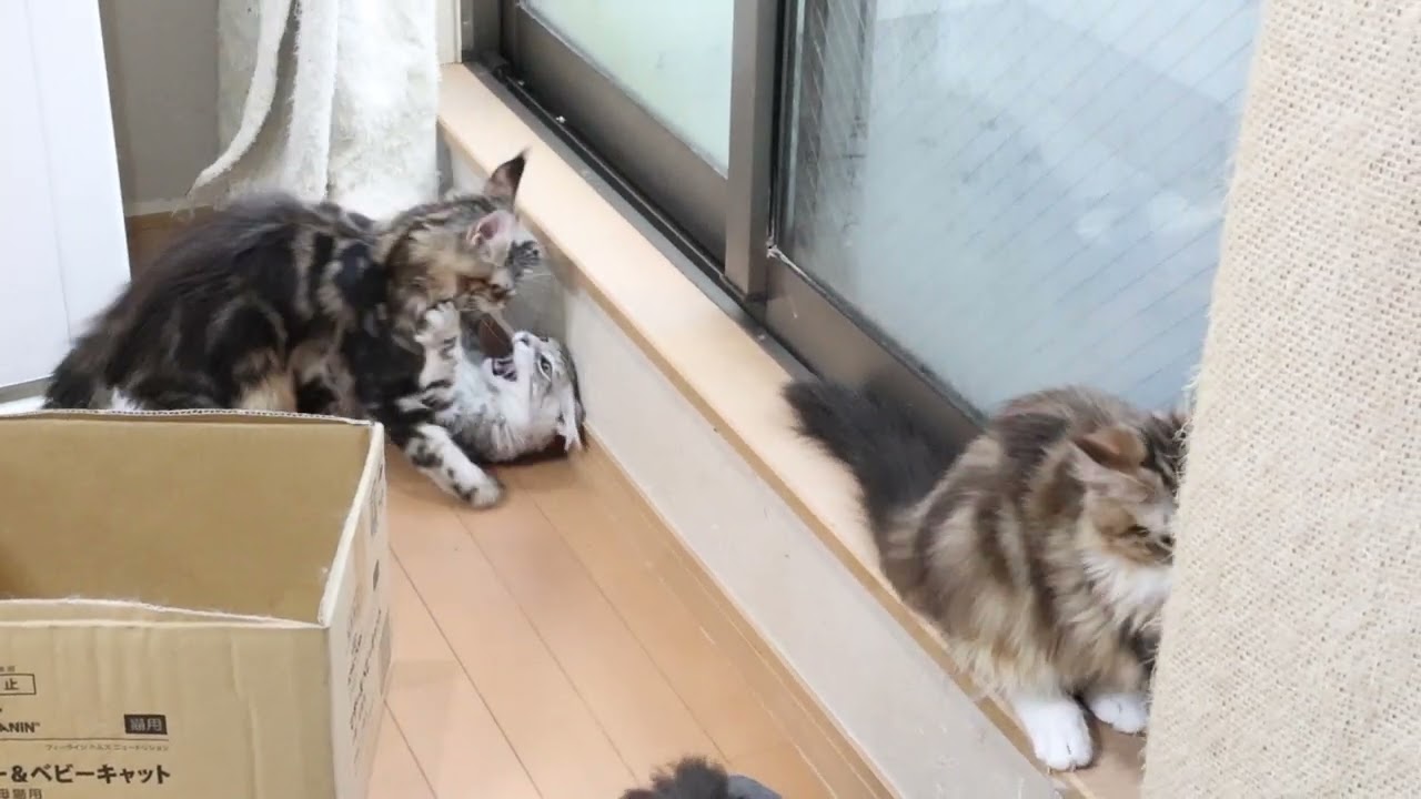 いたずらメインクーン子猫たちの朝