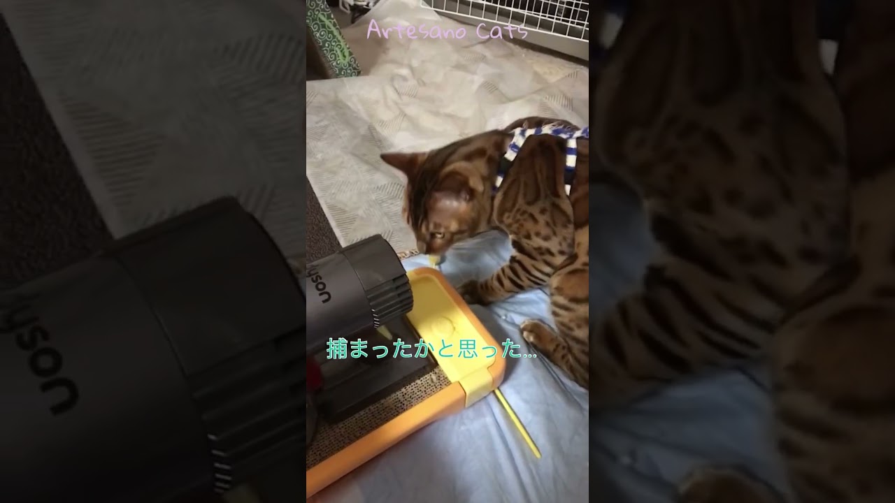 ダイソンで遊ぼう！　アルテサノ卒業生そら君　 #cat  #ベンガル