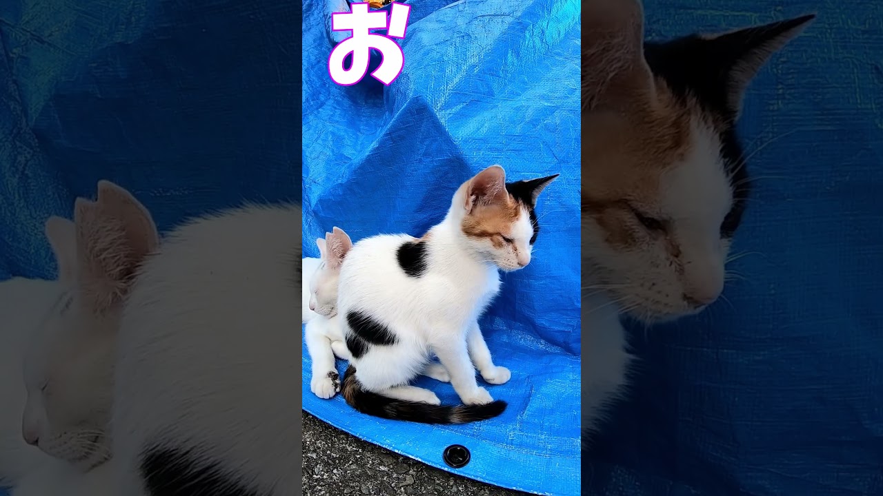 猫」「CAT & PEACE」#cat #ソマリ #ねこ動画 #猫動画 #猫好きさんと繋がりたい #野良猫
