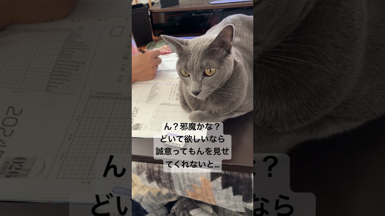 イラストロジックを邪魔するロシアンブルー