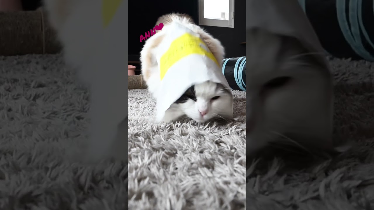 紙袋に入る猫の作り方　#cat #ネコ #猫 #ねこ #ragdollkitten #ラグドール #cute