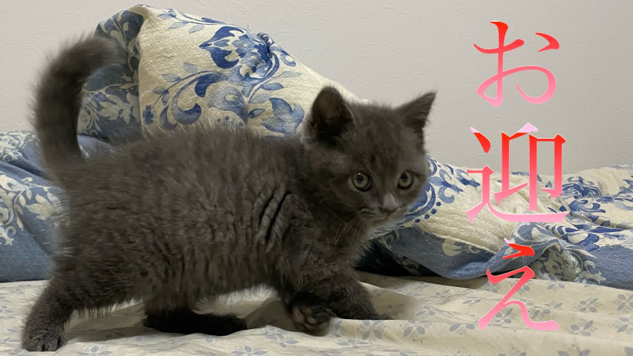 それは動く猫の石像 ブリティッシュショートヘアの子猫お迎え