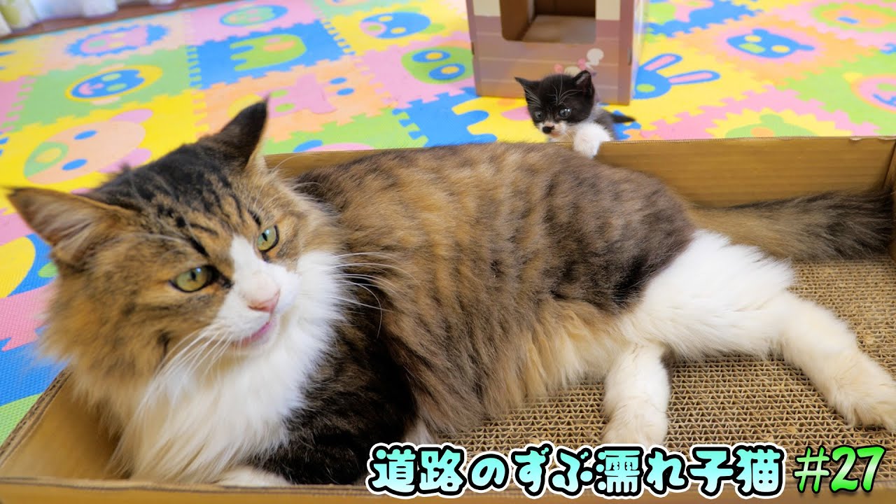 猫界の理を知り尽くす元ボス猫が子猫達の教育係に就任しました【道路のずぶ濡れ子猫 #27】
