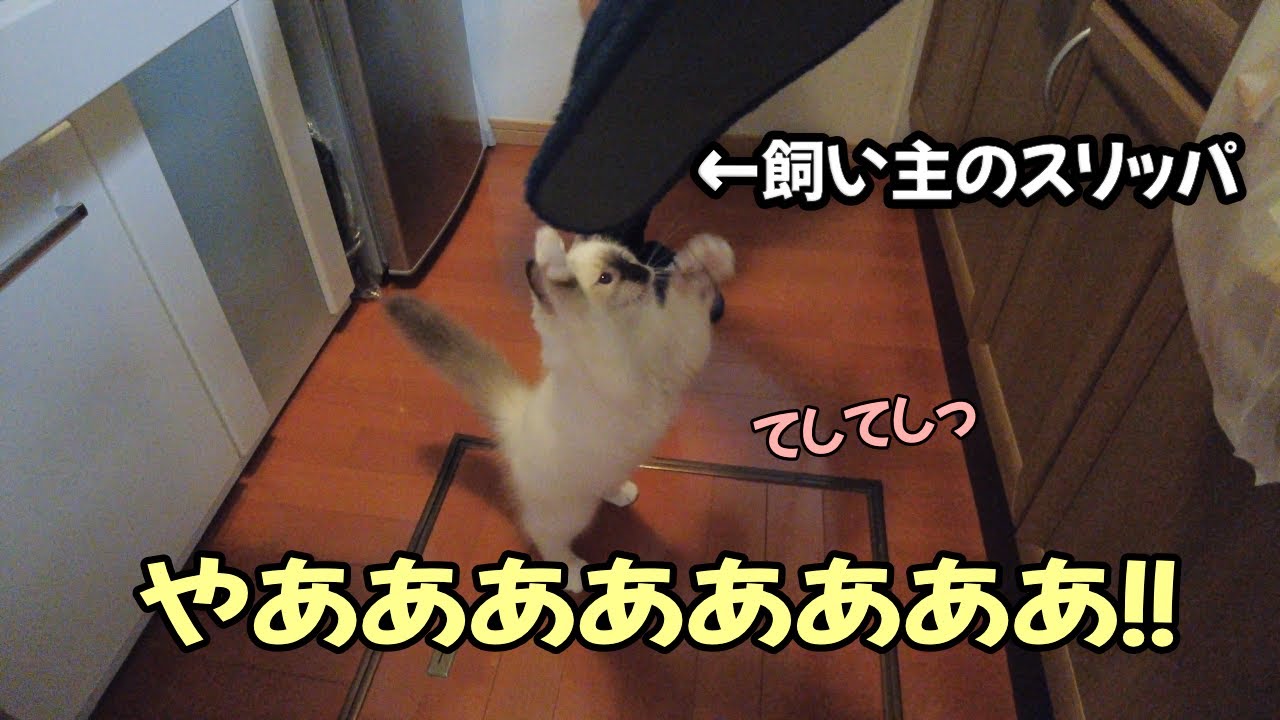 飼い主とのじゃれあいが本気になる子猫【バーマン】