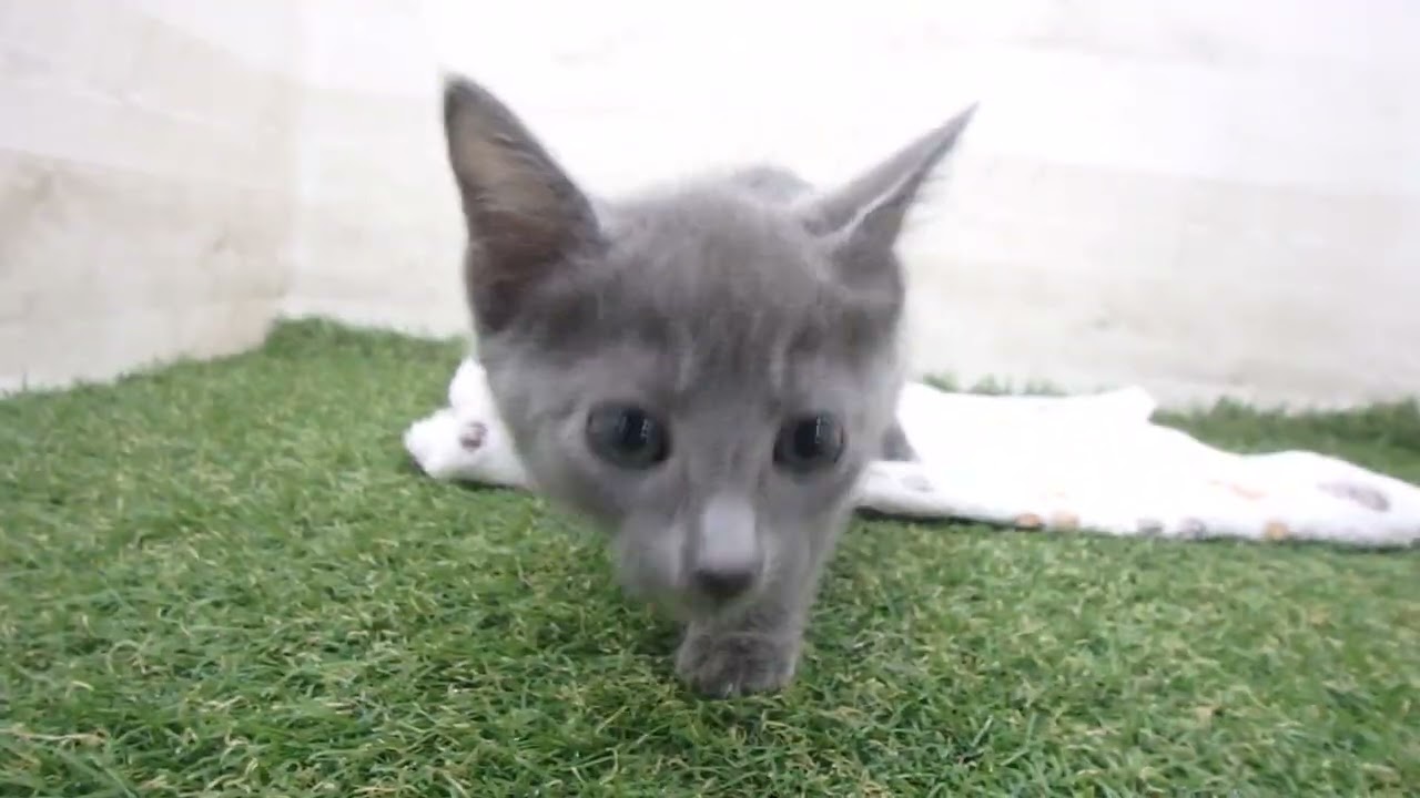 Coo&RIKU　No00659593 ロシアンブルー