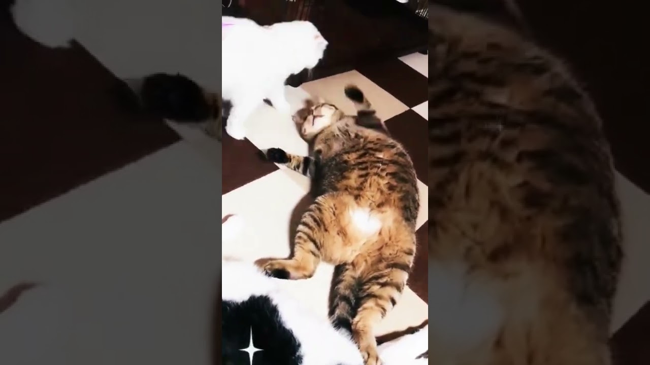 立ち上がるのを諦めた猫ワカメ