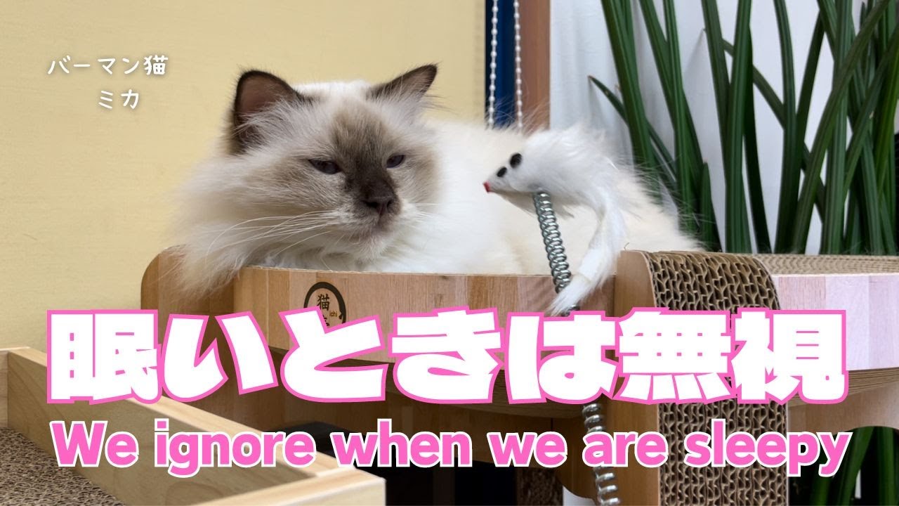 バーマン猫ミカとラフ【眠いときは無視】We ignore when we are sleepy（バーマン猫）Birman/Cat