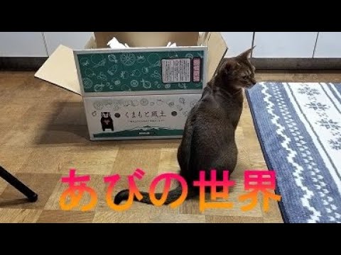 ネコ動画あび＃2664　あびの毎日　アビシニアン　あび