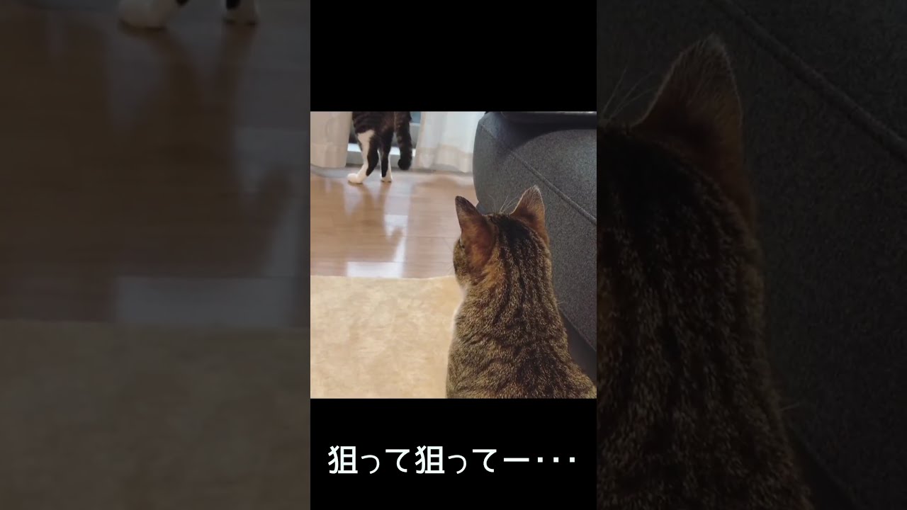 後ろにご用心。#Shorts