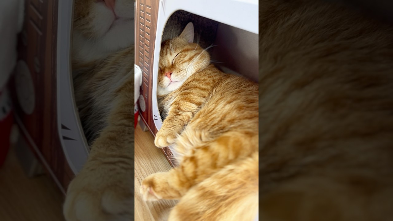 もういくつ寝ると... #猫 #マンチカン #shorts