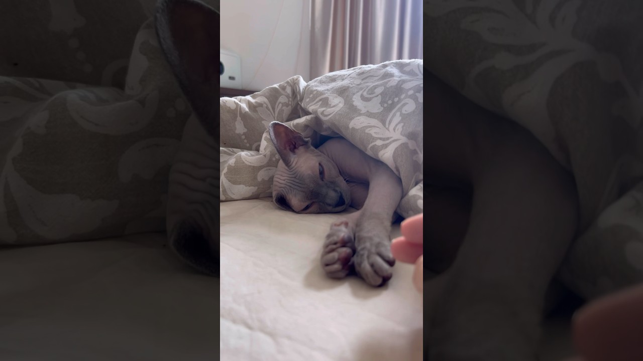 ベッドの中でお昼寝する毛のない猫【スフィンクス猫】
