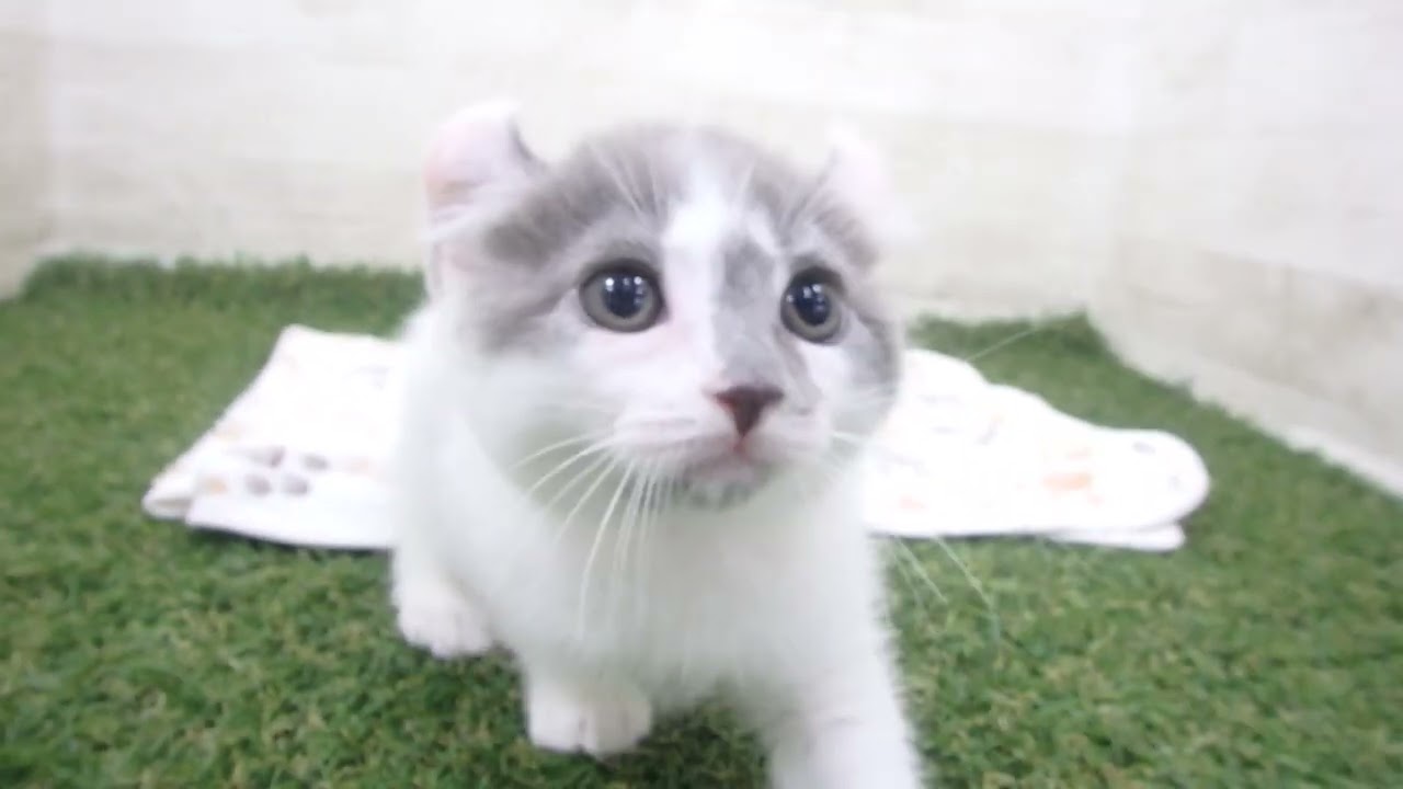 Coo&RIKU　No00657792 アメリカンカール