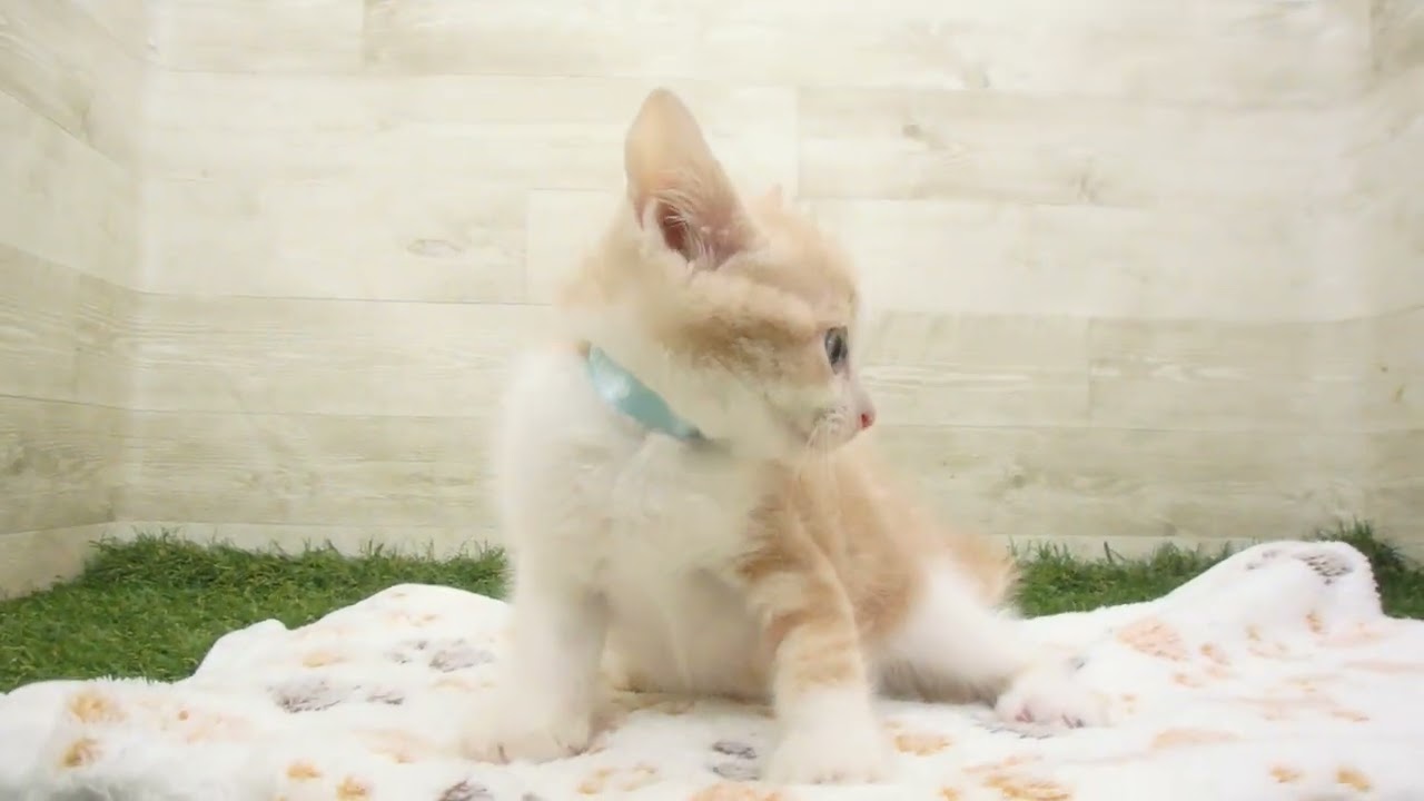 Coo&RIKU　No00658750 スコティッシュフォールド