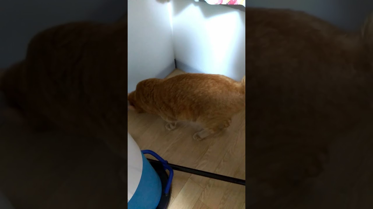 【茶トラ猫】ボールよりネズミ派なジラフ#shorts