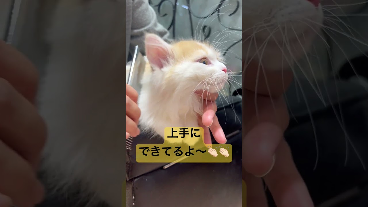 ブラッシング練習中‼️ラガマフィン