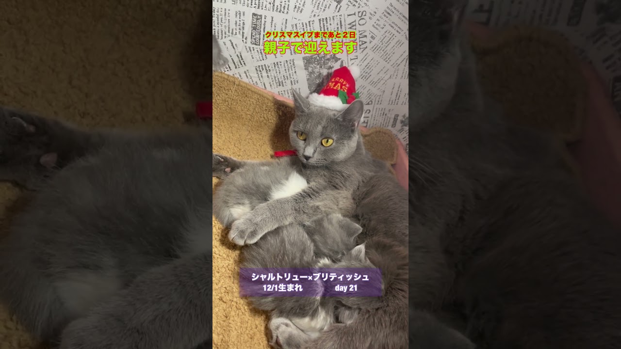 #shorts 【シャルトリュー✖️ブリティッシュショートヘア子猫】クリスマスも休まず授乳です