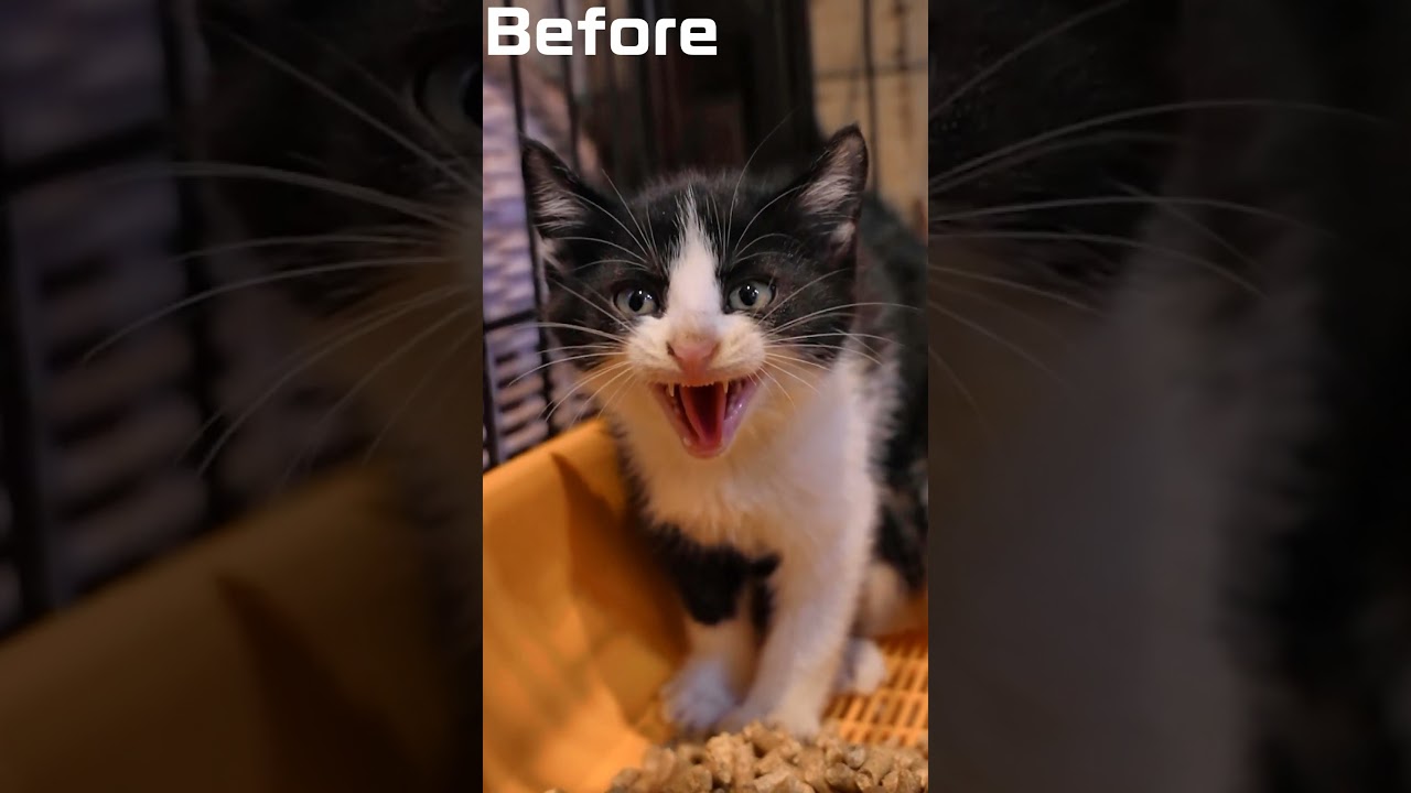 保護した子猫の、どこへ行った君の警戒心　わた君の場合