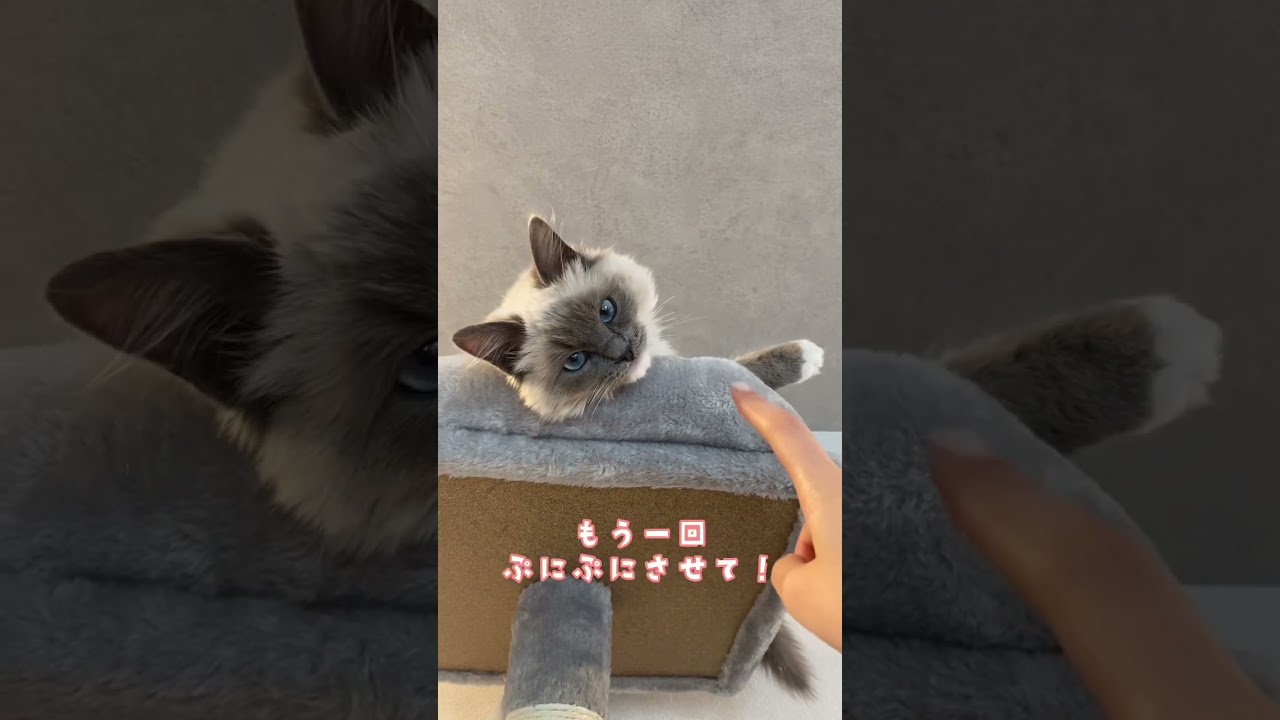 飼い主を遊ばせてあげる子猫【ラグドール】 #ねこ #猫 #ラグドール #ragdollcat #cat #ねこのいる生活 #shorts